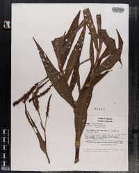 Image of Polygonum acuminatum