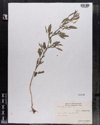 Chenopodium album image