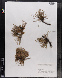 Image of Arceuthobium americanum