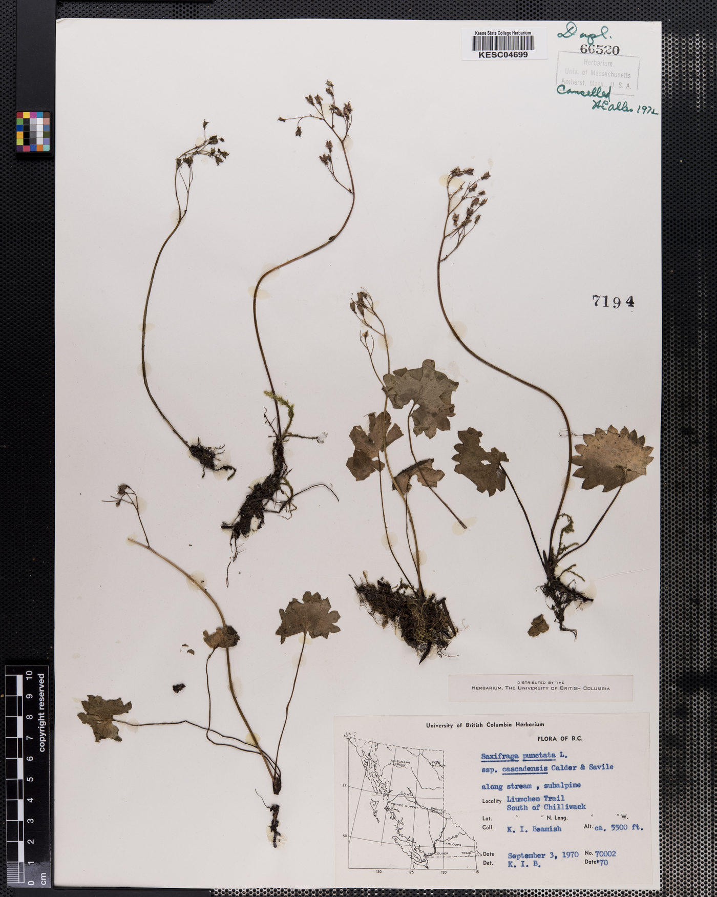 Saxifraga nelsoniana ssp. cascadensis image