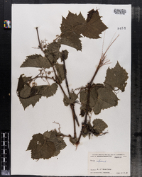 Vitis riparia image