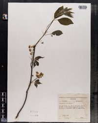 Image of Staphylea trifoliata