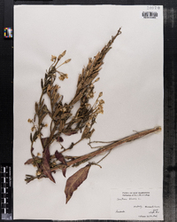 Oenothera biennis image