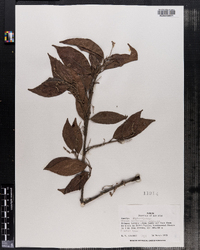 Image of Croton schiedeanus