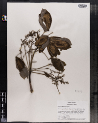 Image of Hevea pauciflora