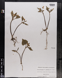 Viola tripartita var. glaberrima image