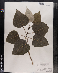 Populus balsamifera image