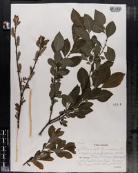 Salix aurita image