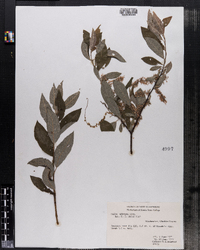 Salix bebbiana image