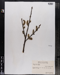 Salix discolor image