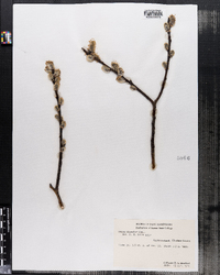 Salix discolor image