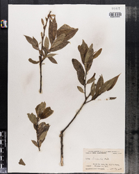 Salix lucida image