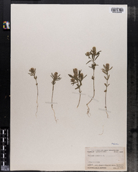 Polygala cruciata image