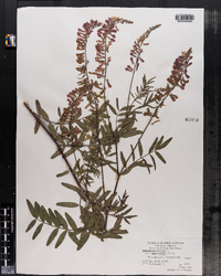 Image of Hedysarum alpinum