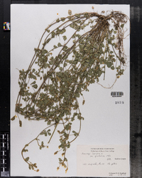 Medicago lupulina image