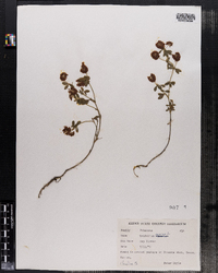 Trifolium aureum image