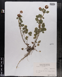 Trifolium hybridum image