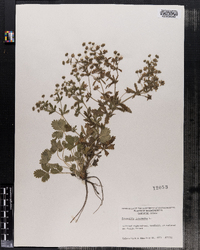 Potentilla intermedia image