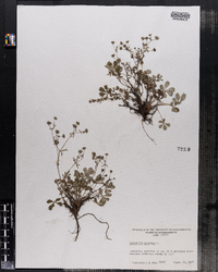 Potentilla argentea image