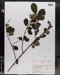 Prunus virginiana image