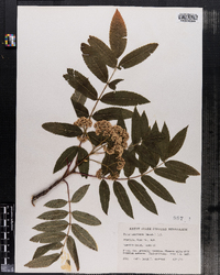 Sorbus americana image