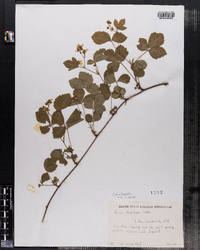 Rubus flagellaris image