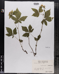 Rubus pubescens image