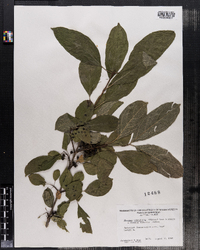 Rhamnus davurica ssp. davurica image