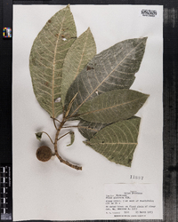 Image of Ficus glabrata