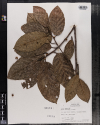 Image of Ficus llewelynii