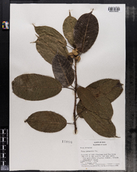 Image of Ficus paraensis