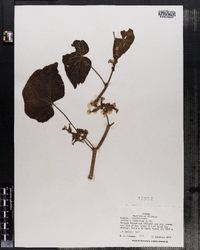 Image of Begonia oaxacana