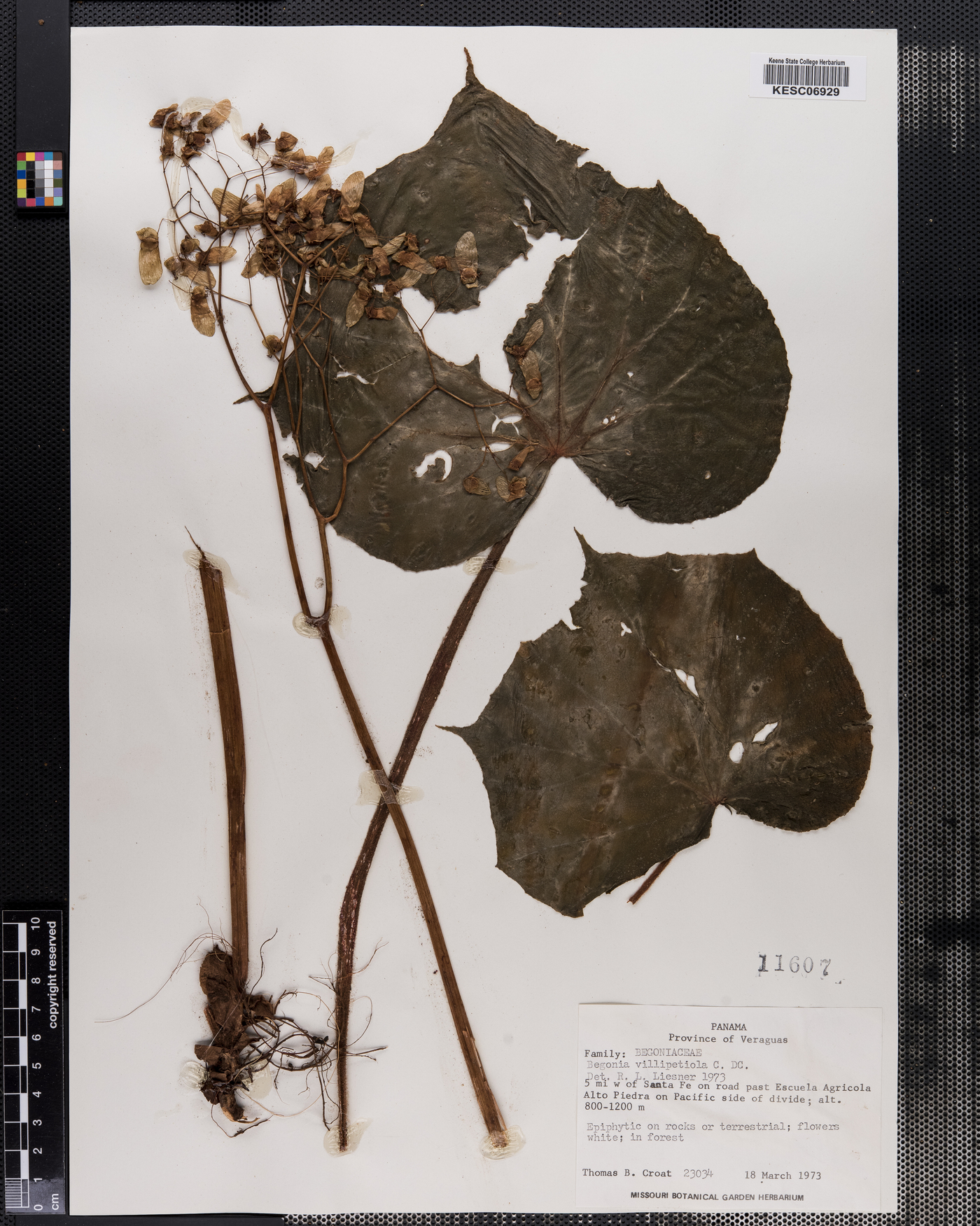 Begonia villipetiola image