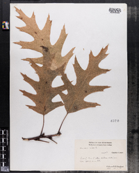 Quercus rubra image