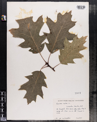 Quercus rubra image