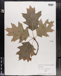 Quercus rubra image