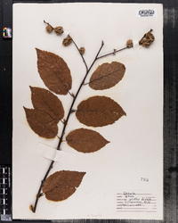 Betula alleghaniensis var. alleghaniensis image