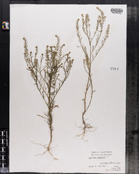 Lepidium virginicum image