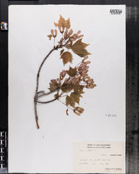 Acer rubrum image