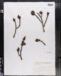 Acer rubrum image