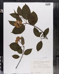 Cornus sericea ssp. sericea image