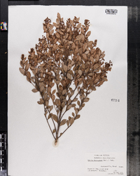 Image of Lyonia ferruginea