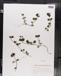 Mitchella repens image