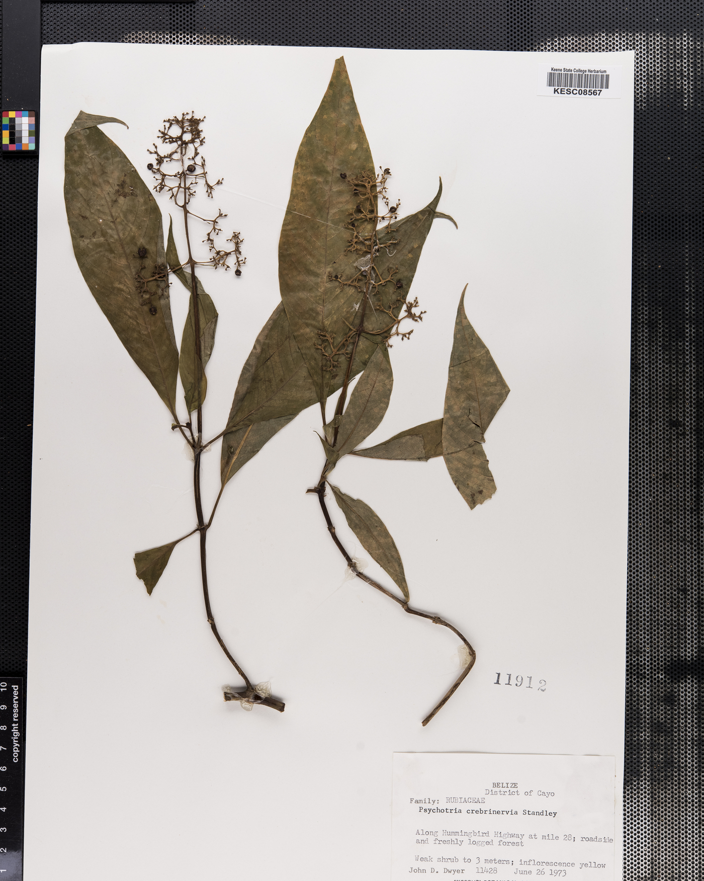 Psychotria crebrinervia image