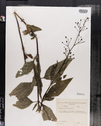 Scrophularia marilandica image