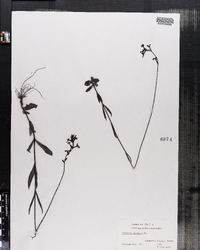 Image of Buchnera longifolia