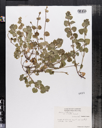 Glechoma hederacea var. micrantha image