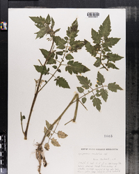 Solanum lycopersicum var. lycopersicum image