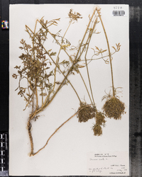 Daucus carota image