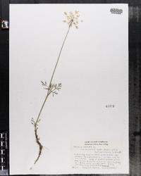 Daucus carota image